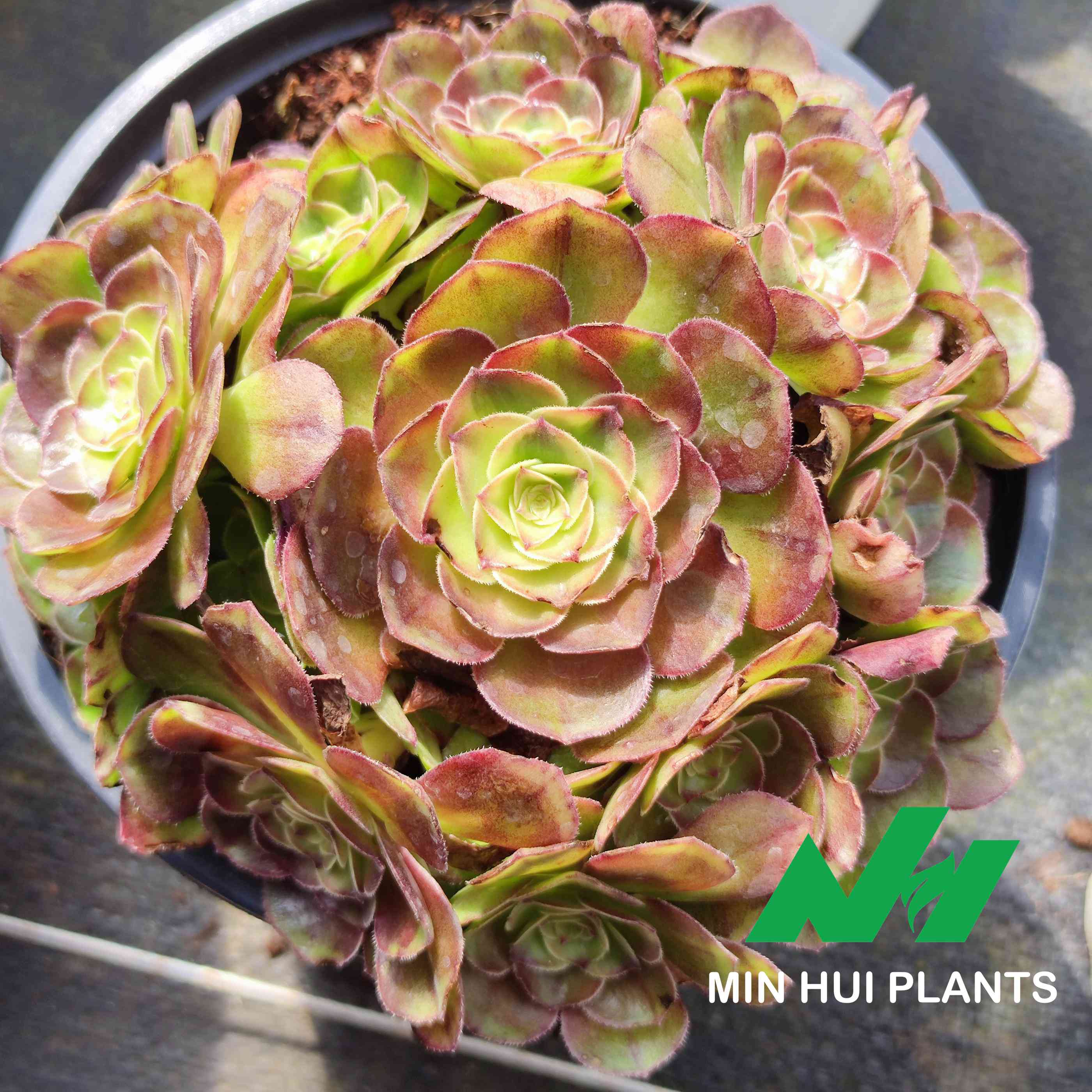 MinHui Plants–HoneyBlush thumbnail 2