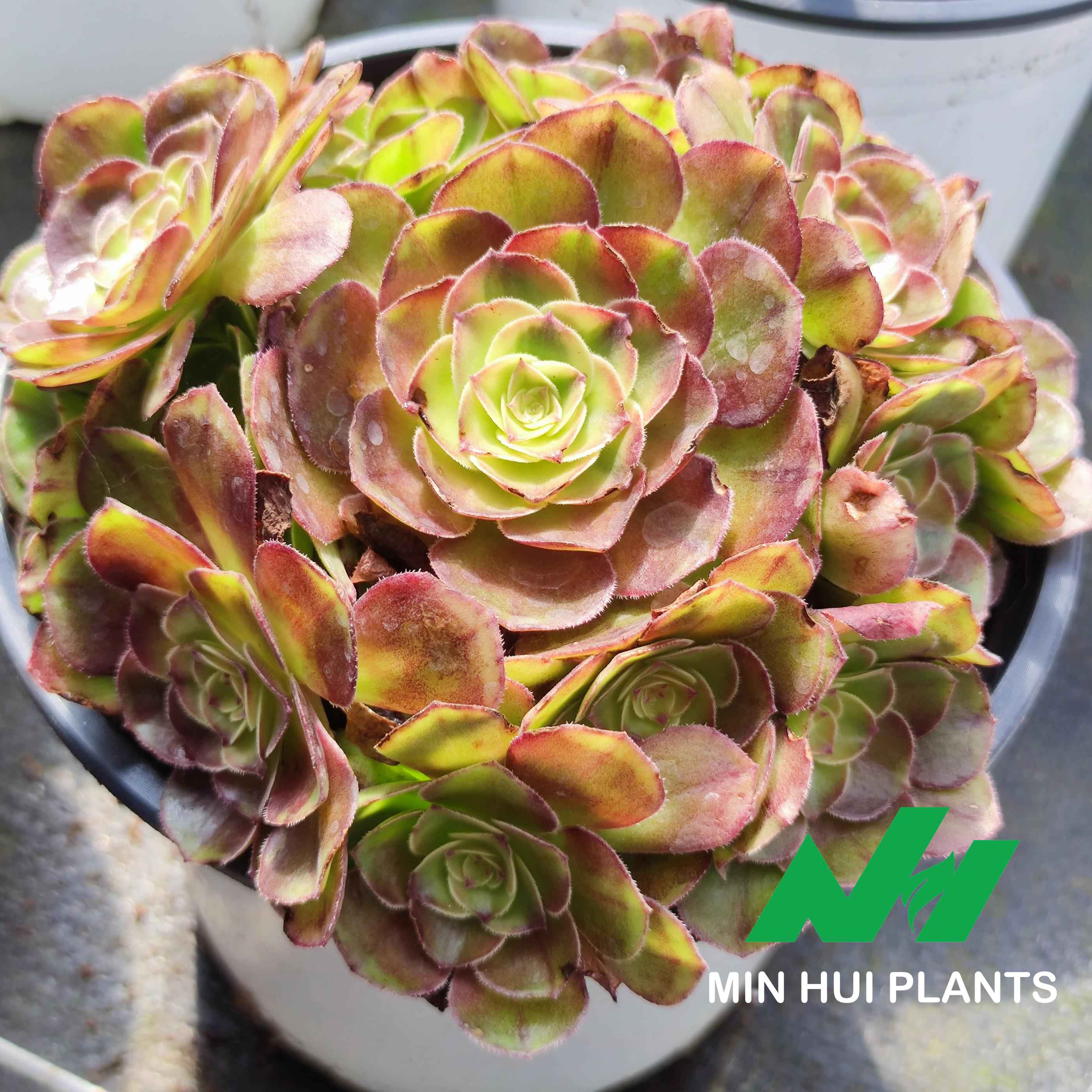 MinHui Plants–HoneyBlush thumbnail 3