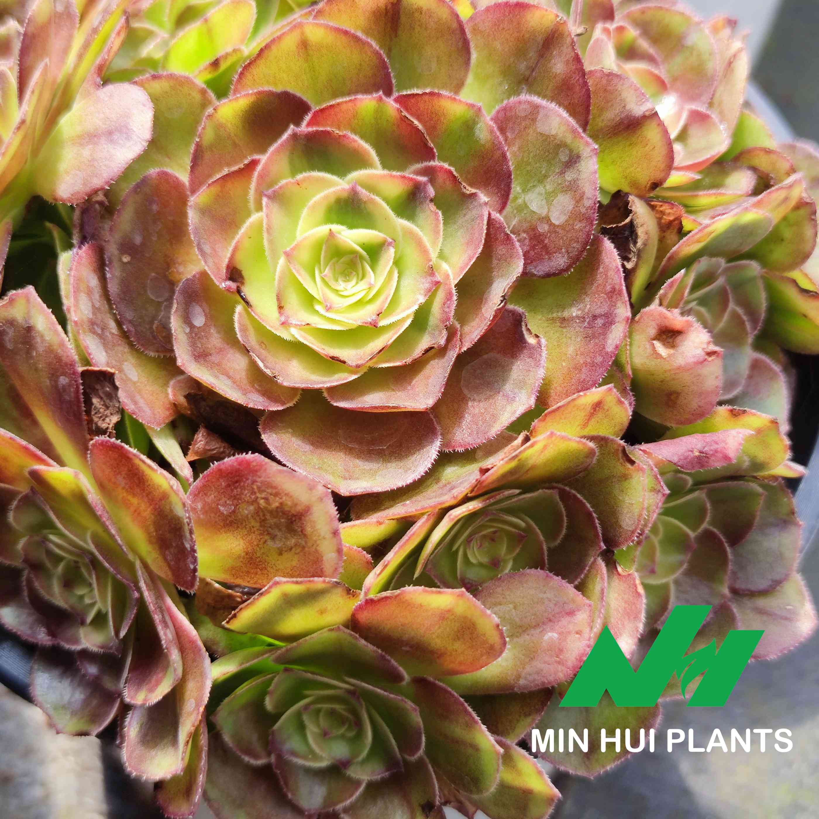 MinHui Plants–HoneyBlush
