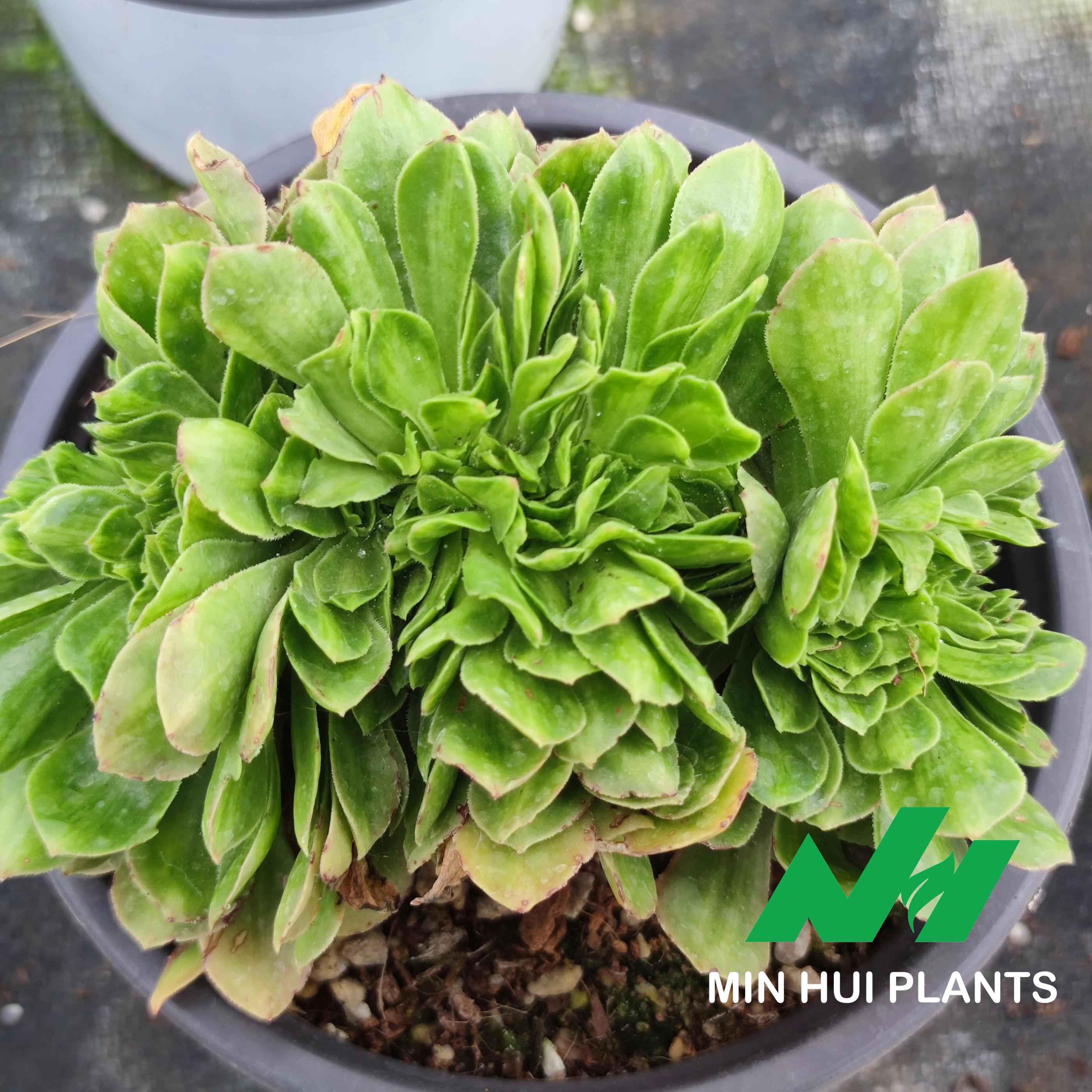 MinHui Plants–MossForge thumbnail 1