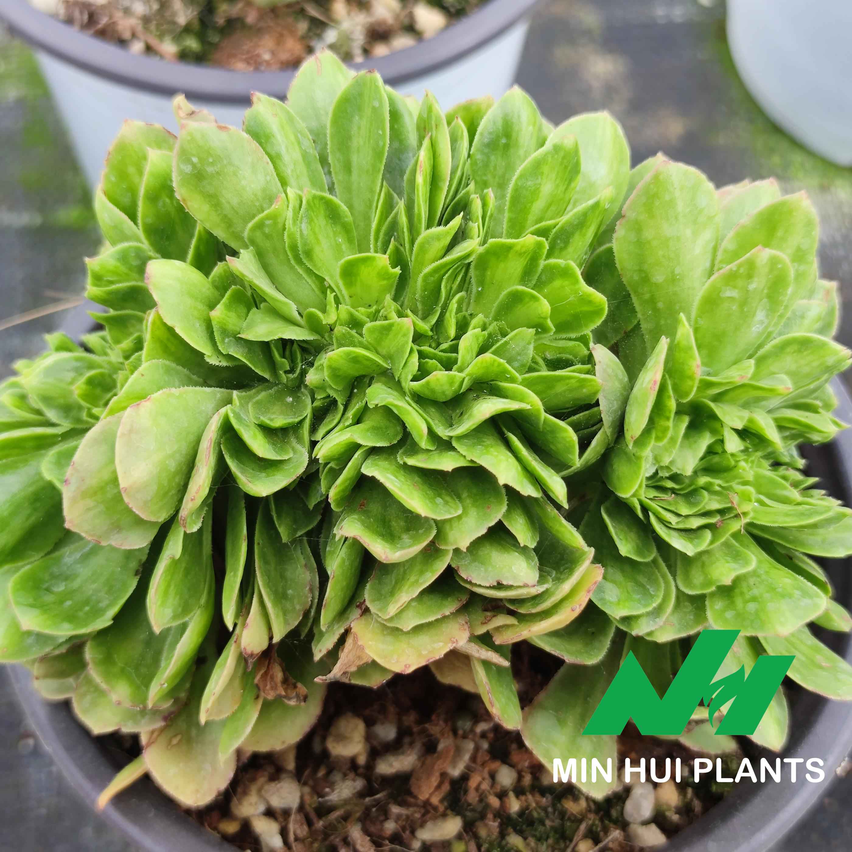MinHui Plants–MossForge thumbnail 2