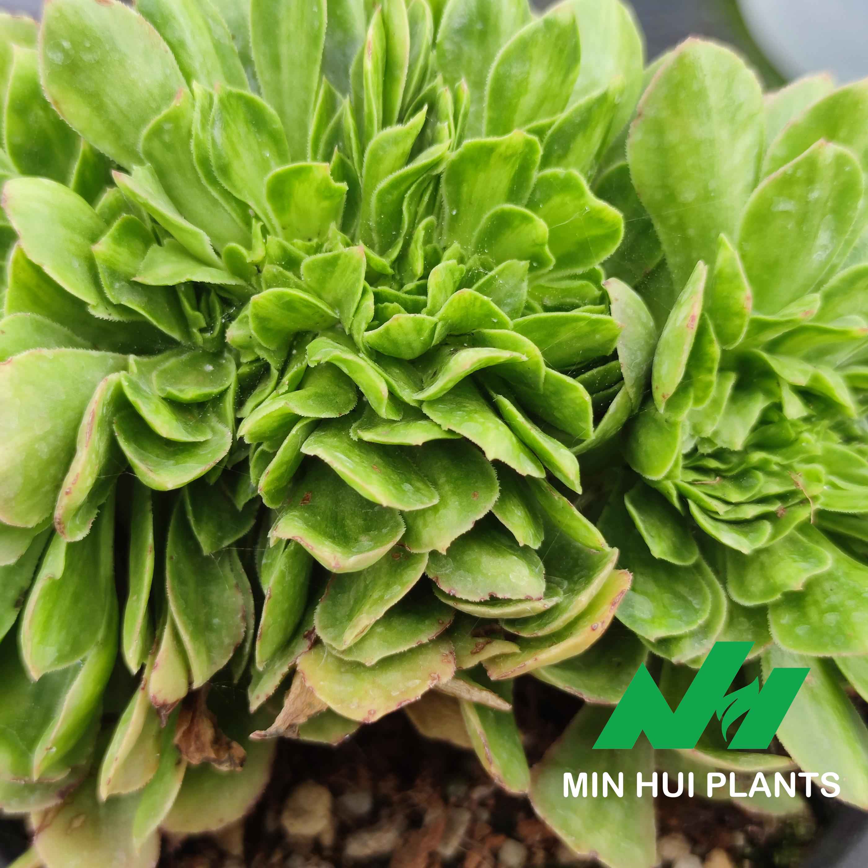 MinHui Plants–MossForge thumbnail 3