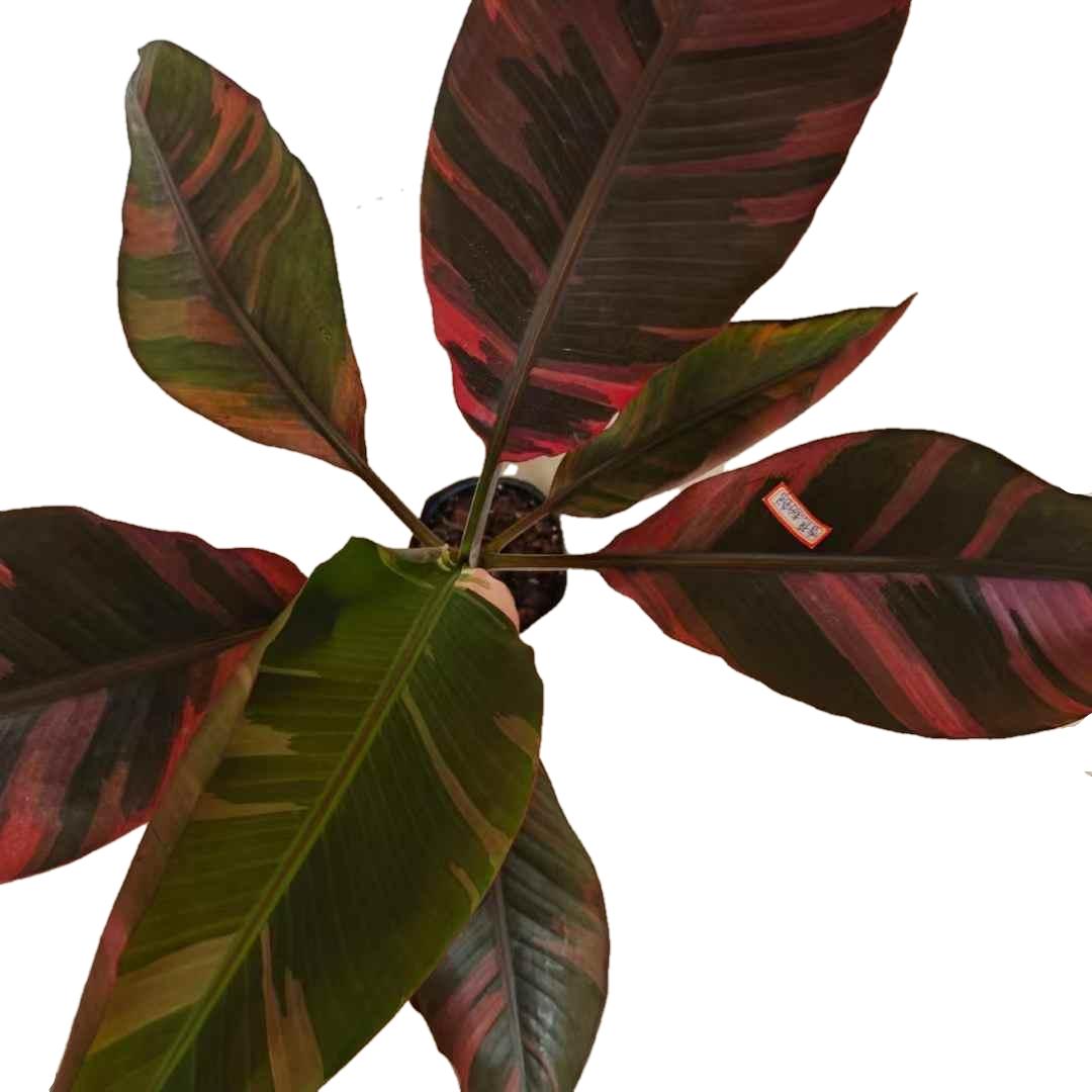 Min Hui Plants - Musa Nono Pink Variegated Banana Tissue Culture Plants–Pink Variegated Banana Plants Tropical Wholesale