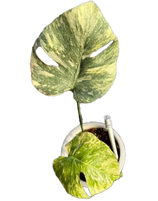 Monstera deliciosa 'Green Snow' Variegated Rare Aroid - Splashed Pattern TC  Baby Plant (3-5cm) - Snowflake Variegation Collector's Monstera - Min Hui  Plants