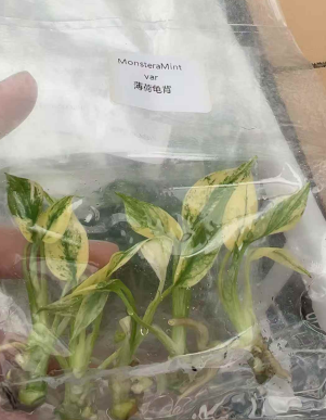 Min Hui Plants - Monstera Mint Variegated thumbnail 4