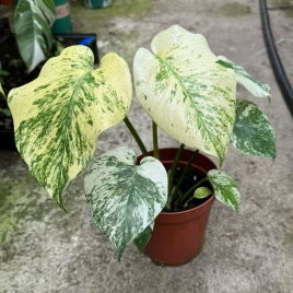 Min Hui Plants - Monstera Mint Variegated