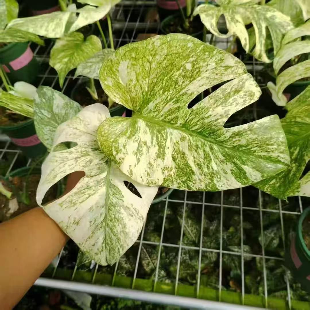 Min Hui Plants - Monstera Deliciosa White Monster - TC Baby Plant | Stable Variegated Aroid