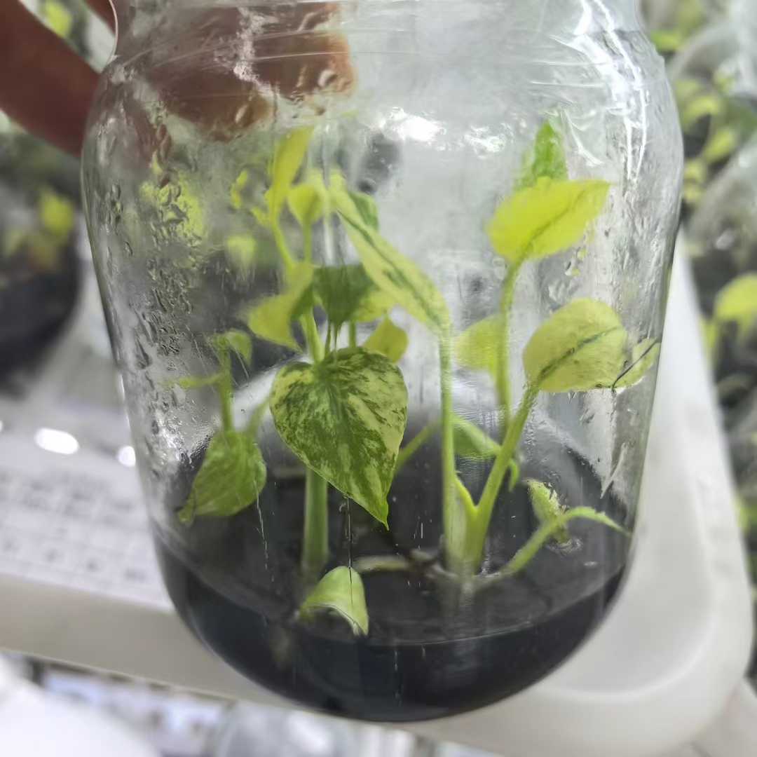 Min Hui Plants - Monstera Mint Variegated thumbnail 2