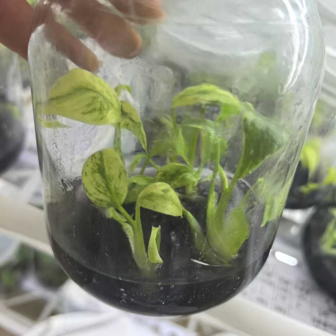 Min Hui Plants - Monstera Mint Variegated thumbnail 3