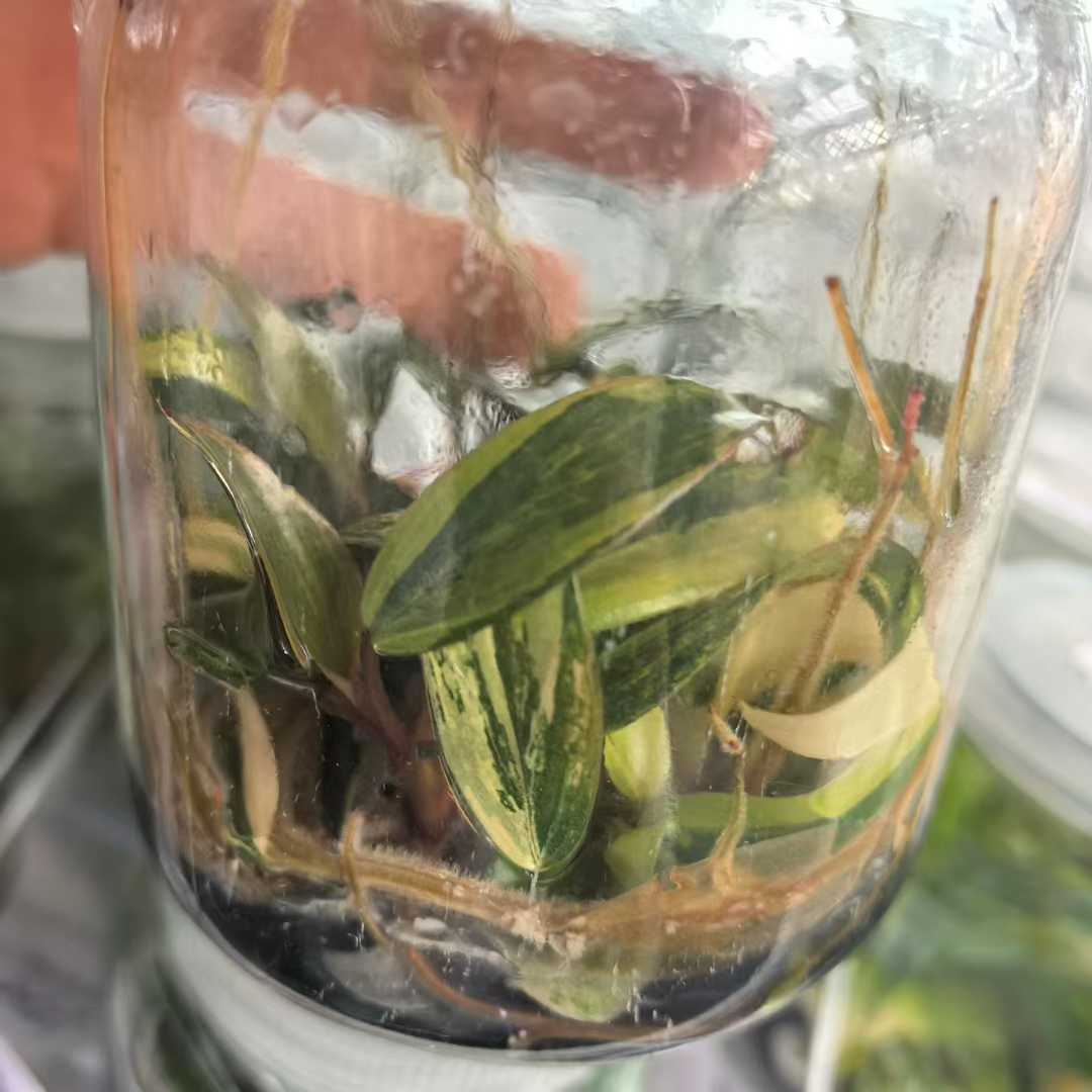 Min Hui Plants - Philodendron Strawberry Shake Variegated thumbnail 3