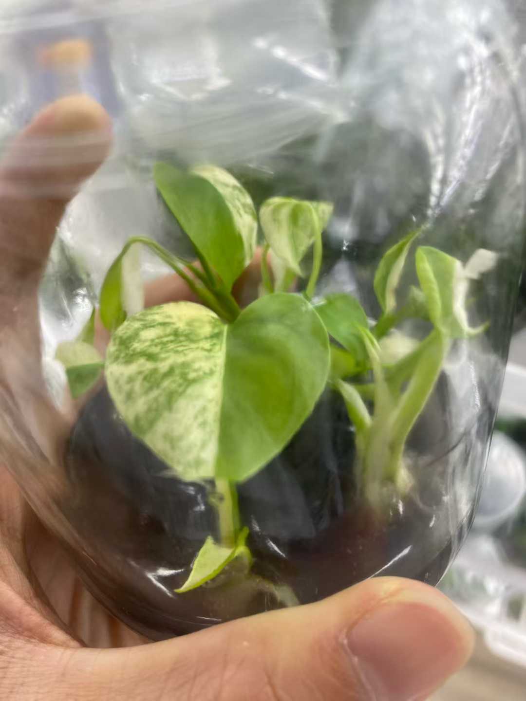 Min Hui Plants - Monstera Deliciosa White Monster - TC Baby Plant | Stable Variegated Aroid thumbnail 2