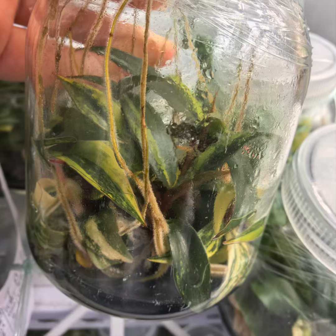 Min Hui Plants - Philodendron Strawberry Shake Variegated thumbnail 2