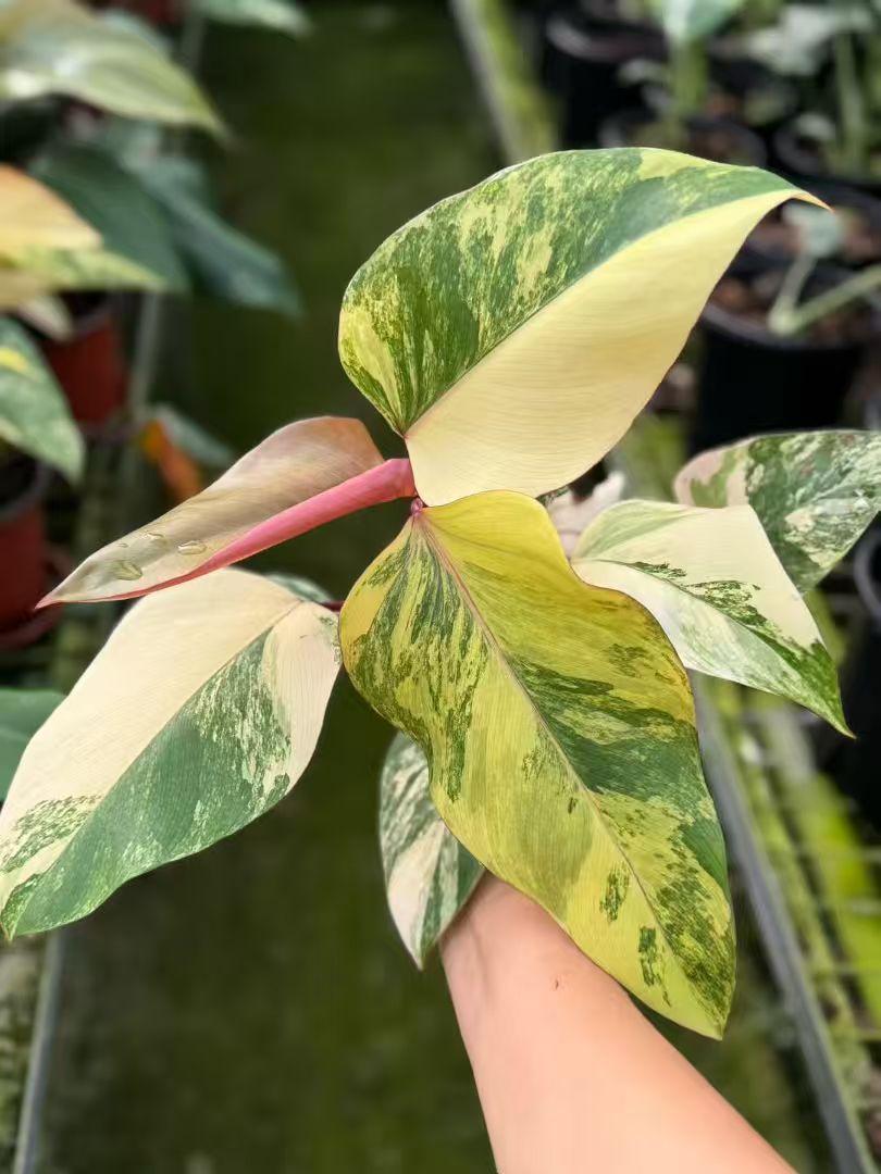 Min Hui Plants - Philodendron Strawberry Shake Variegated