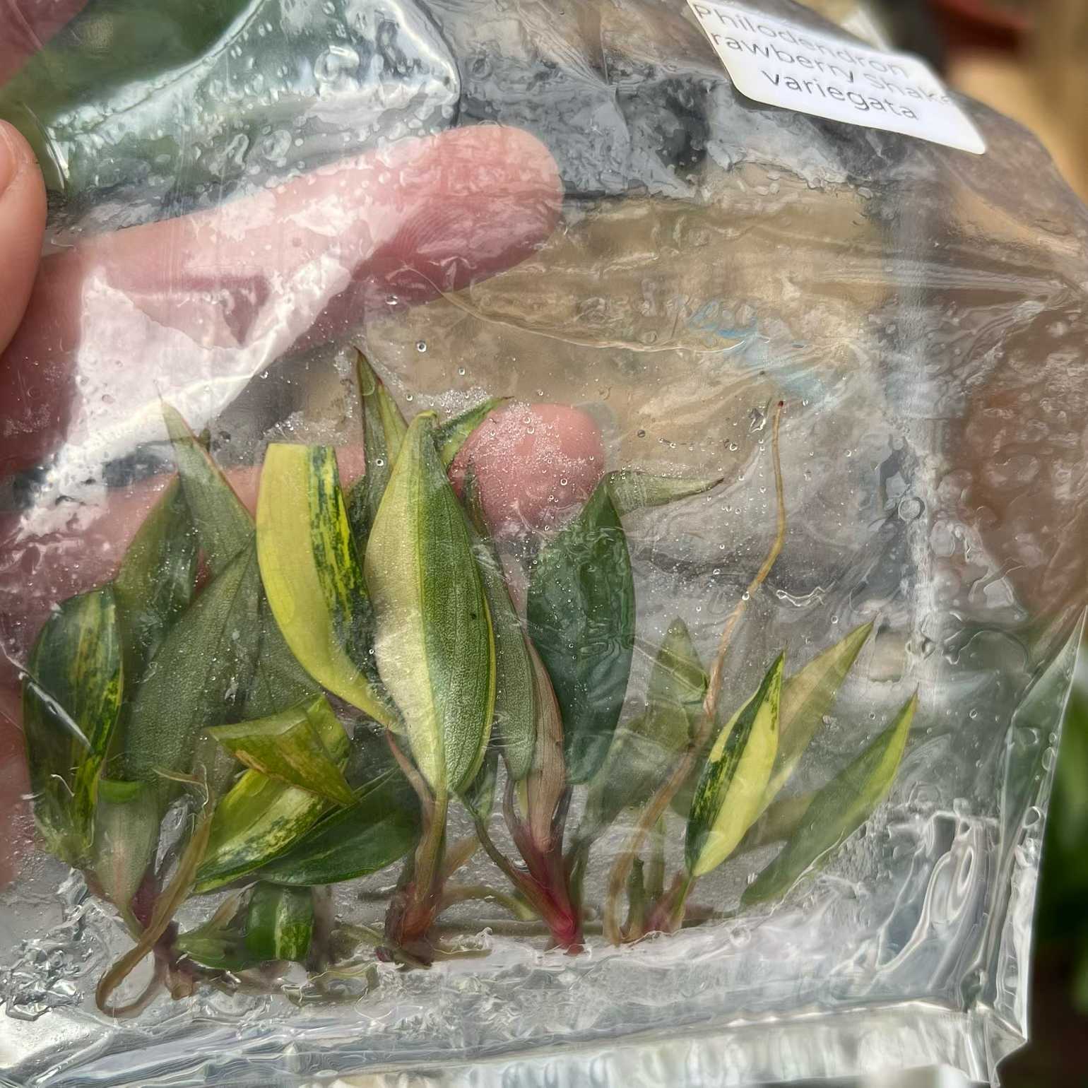 Min Hui Plants - Philodendron Strawberry Shake Variegated thumbnail 4