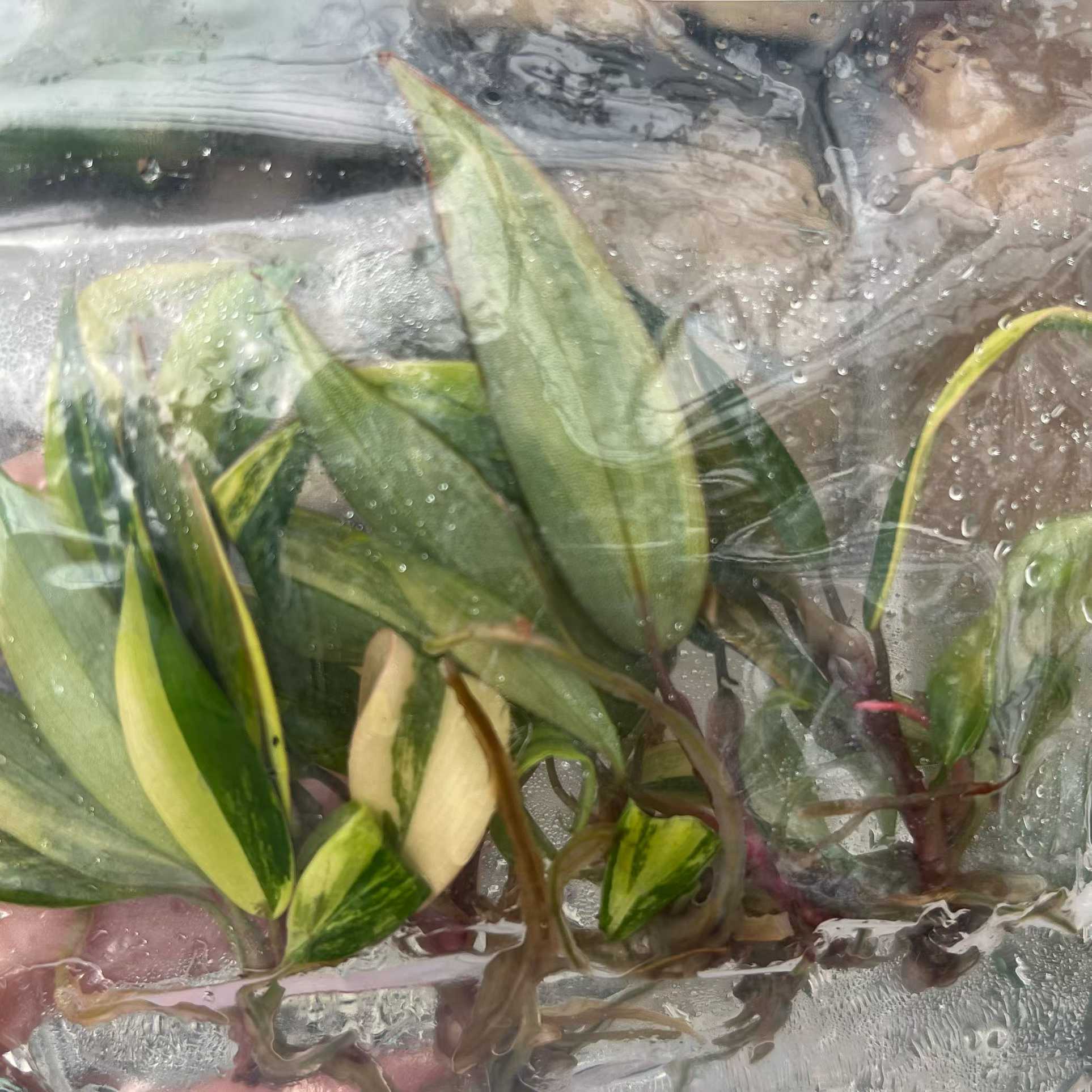 Min Hui Plants - Philodendron Strawberry Shake Variegated thumbnail 5