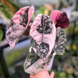 Min Hui Plants - Alocasia Cuprea Super Pink Variegated | Tissue Culture Plants 3-5cm | Rare Variegated Aroid | Phytosanitary Certified