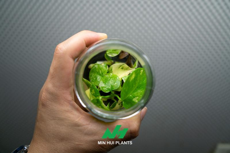 How New Plant Varieties Are Developed: From Selection to Commercial Production