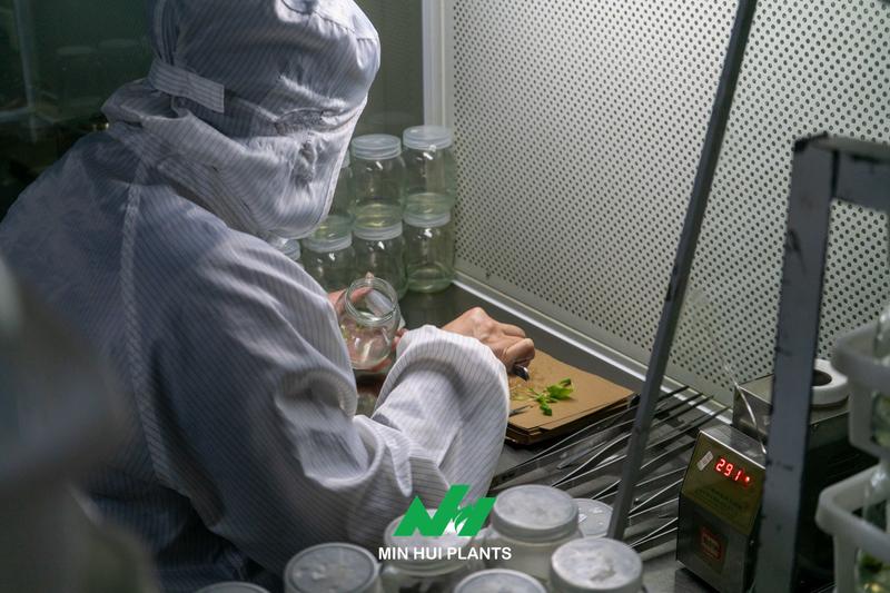 How New Plant Varieties Are Developed: From Selection to Commercial Production