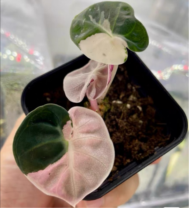 Alocasia Heart Balloon Pink Variegated | Tissue Culture Plantlet (TC) 3 to 5cm | Rare Pink Splashed Aroid | Heart Shaped Leaves | Plant Collectors and Wholesale Nurseries. thumbnail 1
