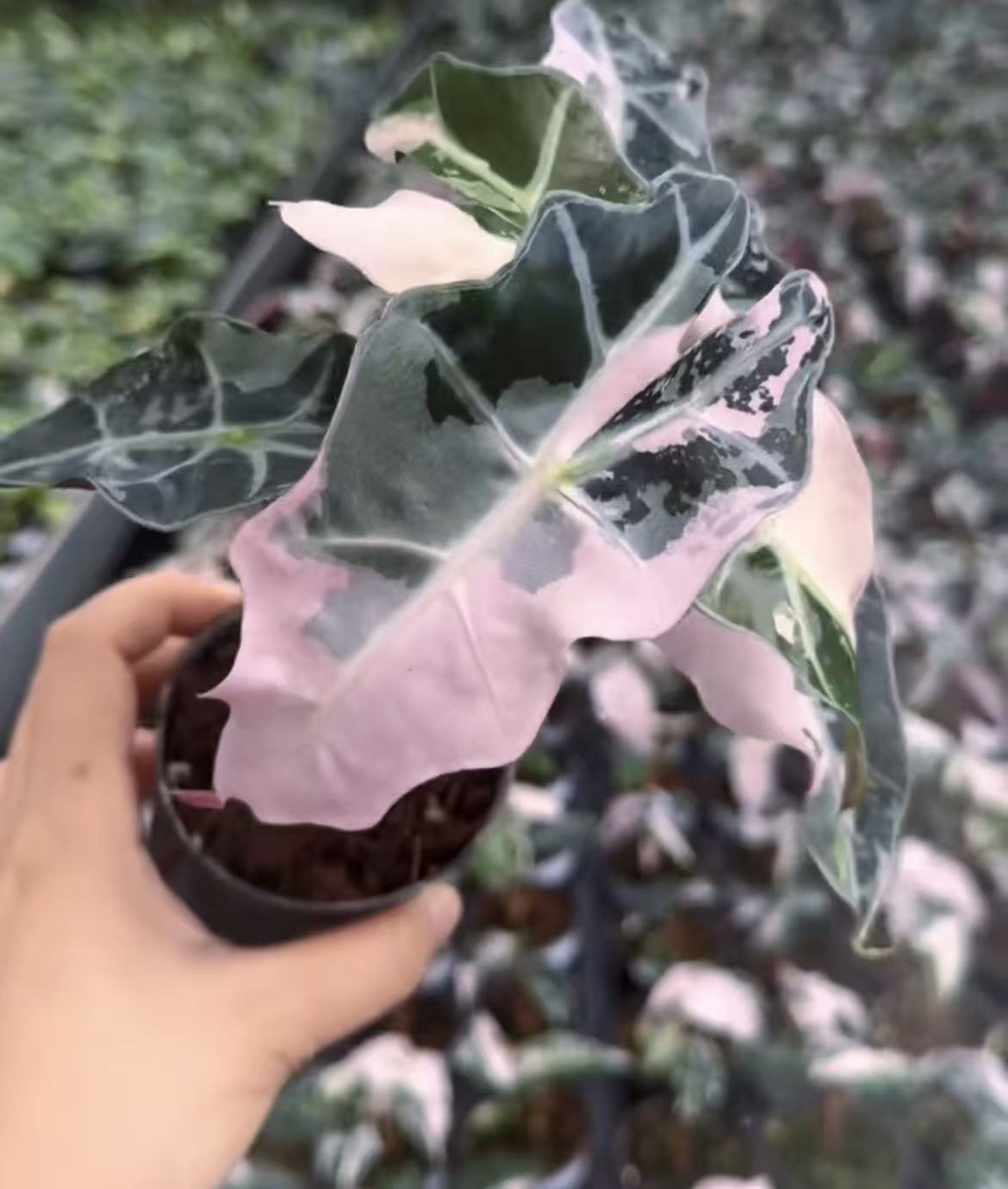 Alocasia Polly Pink Variegated Tissue Culture Plantlet (TC) 3 to 5cm |  Rare Variegated Aroid for Indoor Decoration | Commercial Nursery Supply thumbnail 1