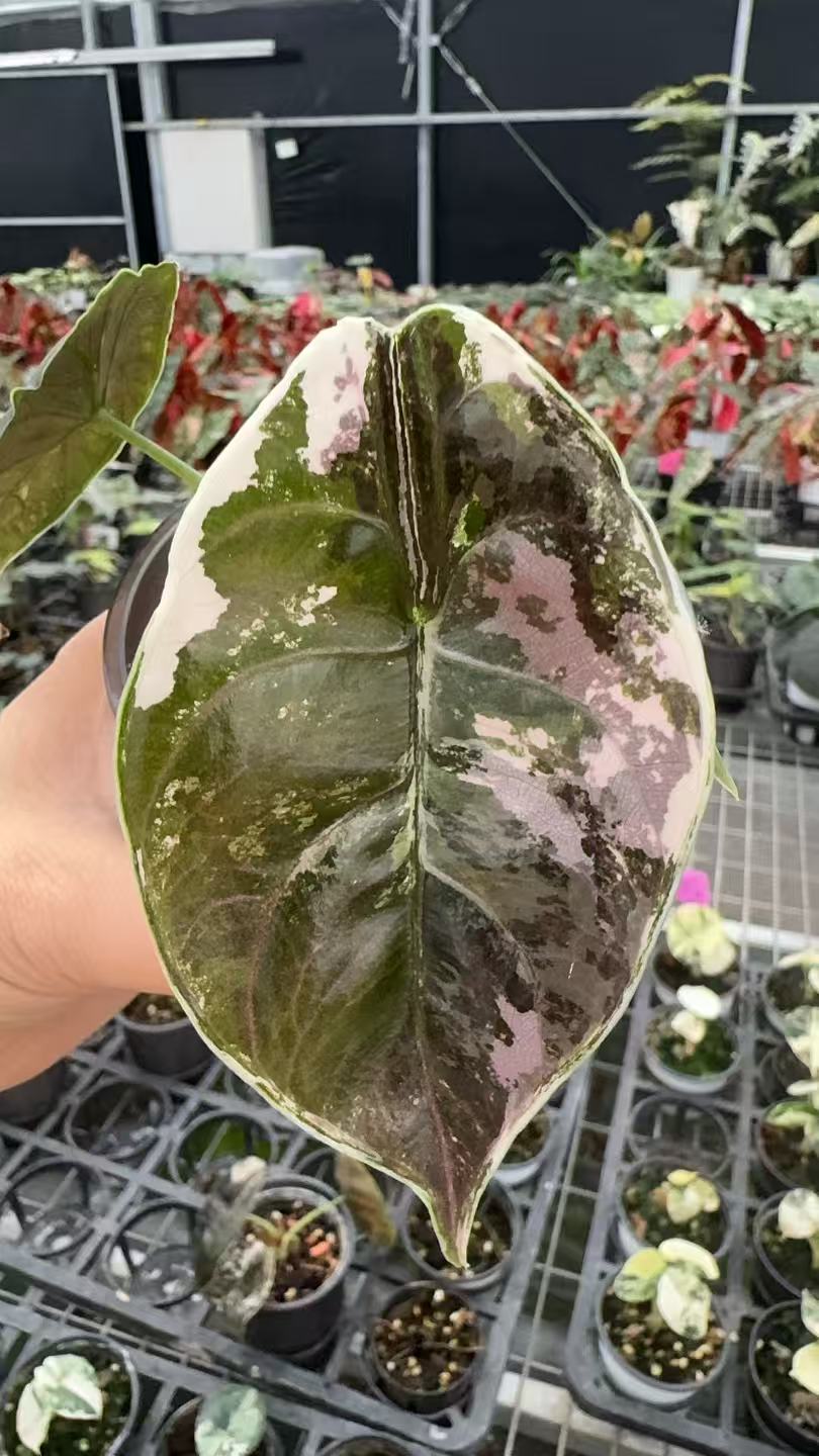 Alocasia Azlanii Variegated | Tissue Culture Plantlet 3 to 5cm | Rare Variegated Aroid Leaves | Premium Indoor Gardening and Commercial Wholesale Nurseries. thumbnail 1