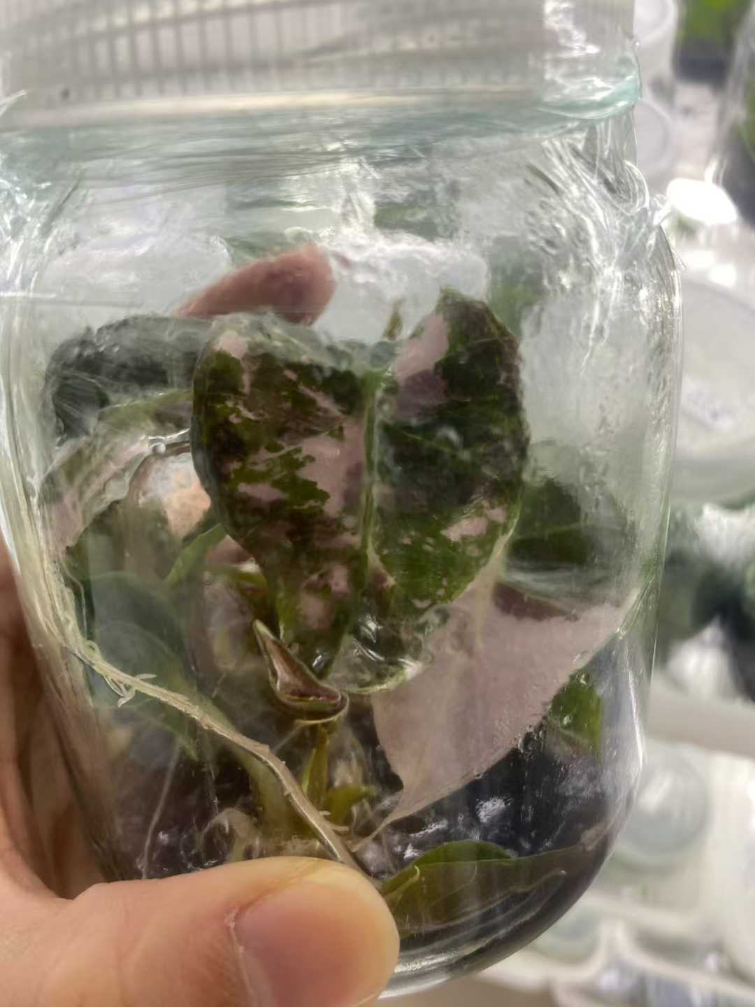 Alocasia Polly Pink Variegated Tissue Culture Plantlet (TC) 3 to 5cm |  Rare Variegated Aroid for Indoor Decoration | Commercial Nursery Supply thumbnail 2