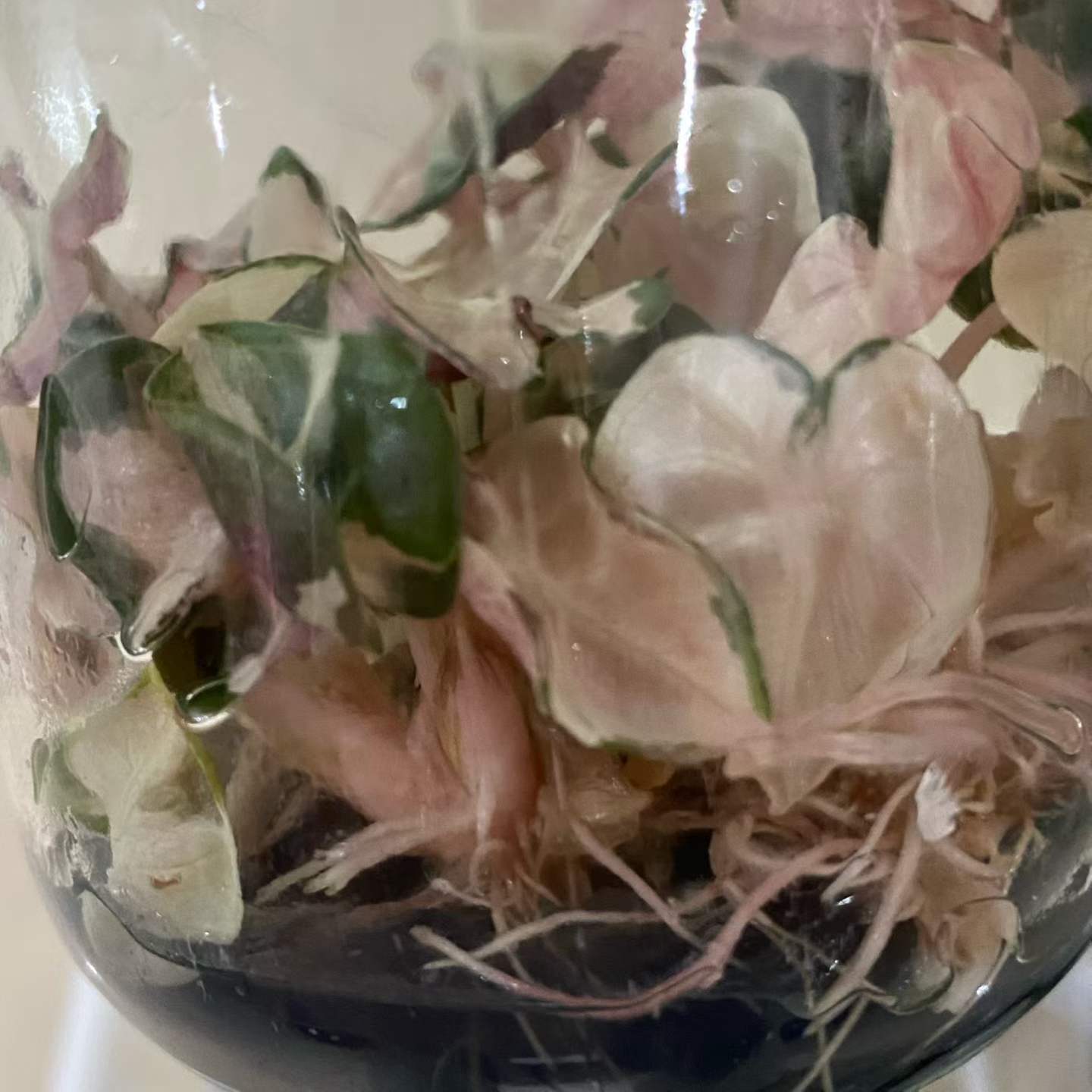 Alocasia Heart Balloon Pink Variegated | Tissue Culture Plantlet (TC) 3 to 5cm | Rare Pink Splashed Aroid | Heart Shaped Leaves | Plant Collectors and Wholesale Nurseries. thumbnail 3