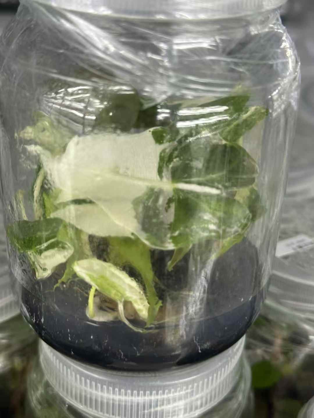 Alocasia Polly Pink Variegated Tissue Culture Plantlet (TC) 3 to 5cm |  Rare Variegated Aroid for Indoor Decoration | Commercial Nursery Supply thumbnail 3