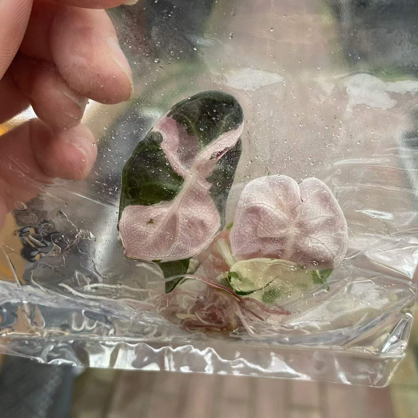Alocasia Heart Balloon Pink Variegated | Tissue Culture Plantlet (TC) 3 to 5cm | Rare Pink Splashed Aroid | Heart Shaped Leaves | Plant Collectors and Wholesale Nurseries. thumbnail 5
