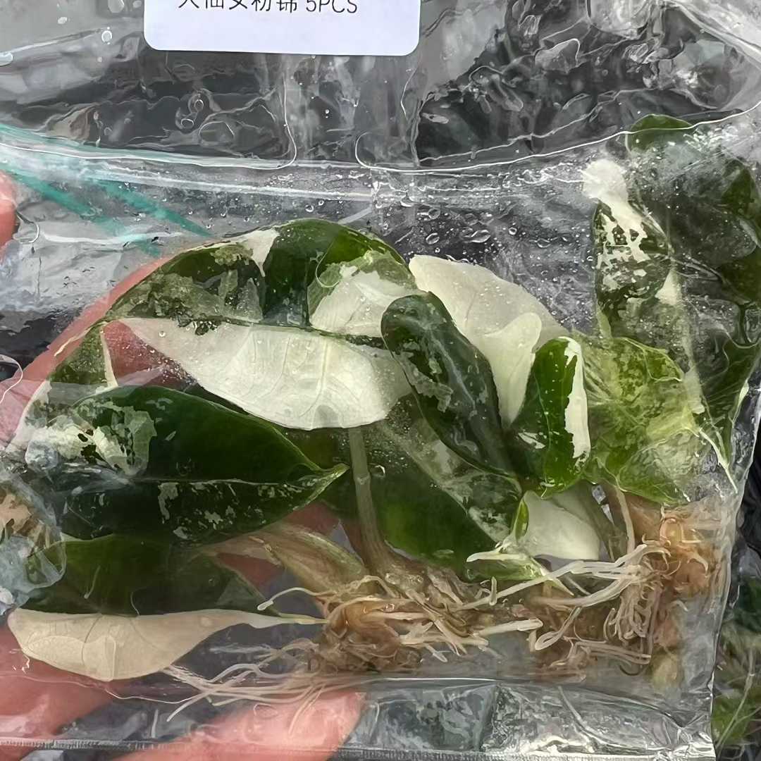 Alocasia Polly Pink Variegated Tissue Culture Plantlet (TC) 3 to 5cm |  Rare Variegated Aroid for Indoor Decoration | Commercial Nursery Supply thumbnail 4