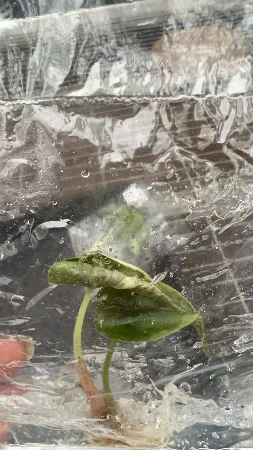 Alocasia Azlanii Variegated | Tissue Culture Plantlet 3 to 5cm | Rare Variegated Aroid Leaves | Premium Indoor Gardening and Commercial Wholesale Nurseries. thumbnail 2