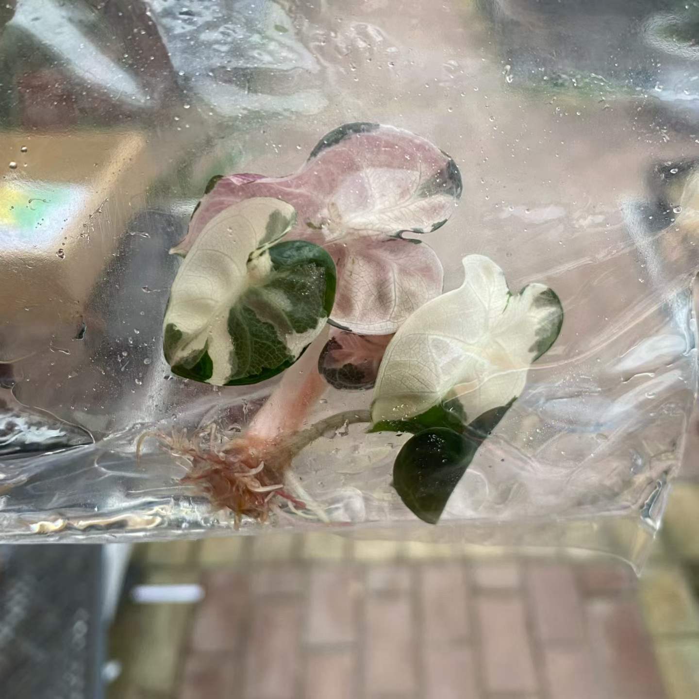 Alocasia Heart Balloon Pink Variegated | Tissue Culture Plantlet (TC) 3 to 5cm | Rare Pink Splashed Aroid | Heart Shaped Leaves | Plant Collectors and Wholesale Nurseries. thumbnail 4