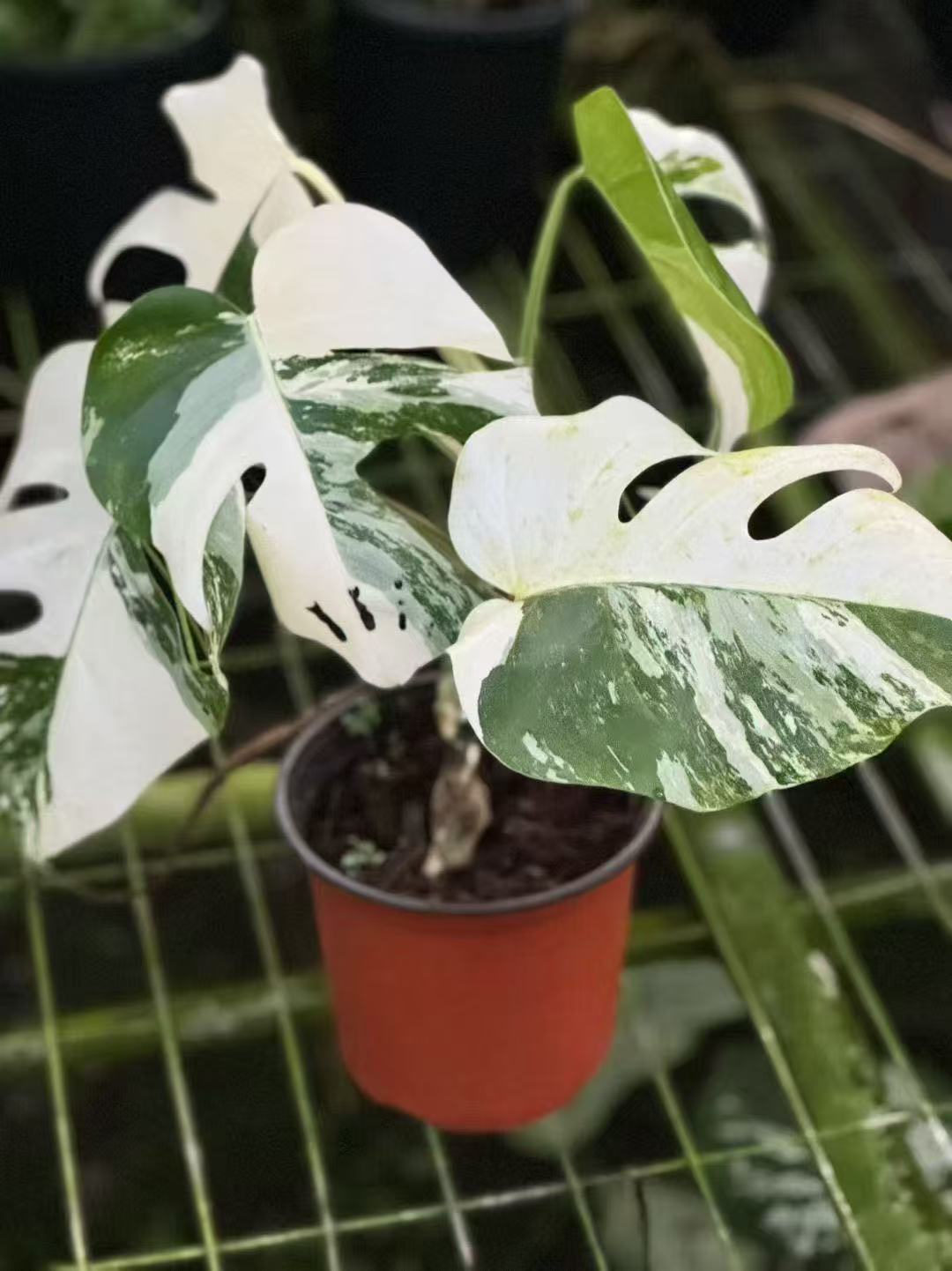 Monstera Albo Variegated | Tissue Culture Plantlet  3 to 5cm | High Contrast White and Green Variegated Aroid with Fenestrated Leaves