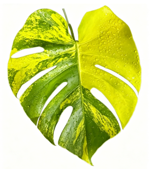 Monstera Lemon Pom Pom Aureo Variegated | Tissue Culture Plantlet 3 to 5cm | Bright Chartreuse and Green Marbled Aroid with Distinct Fenestrations
