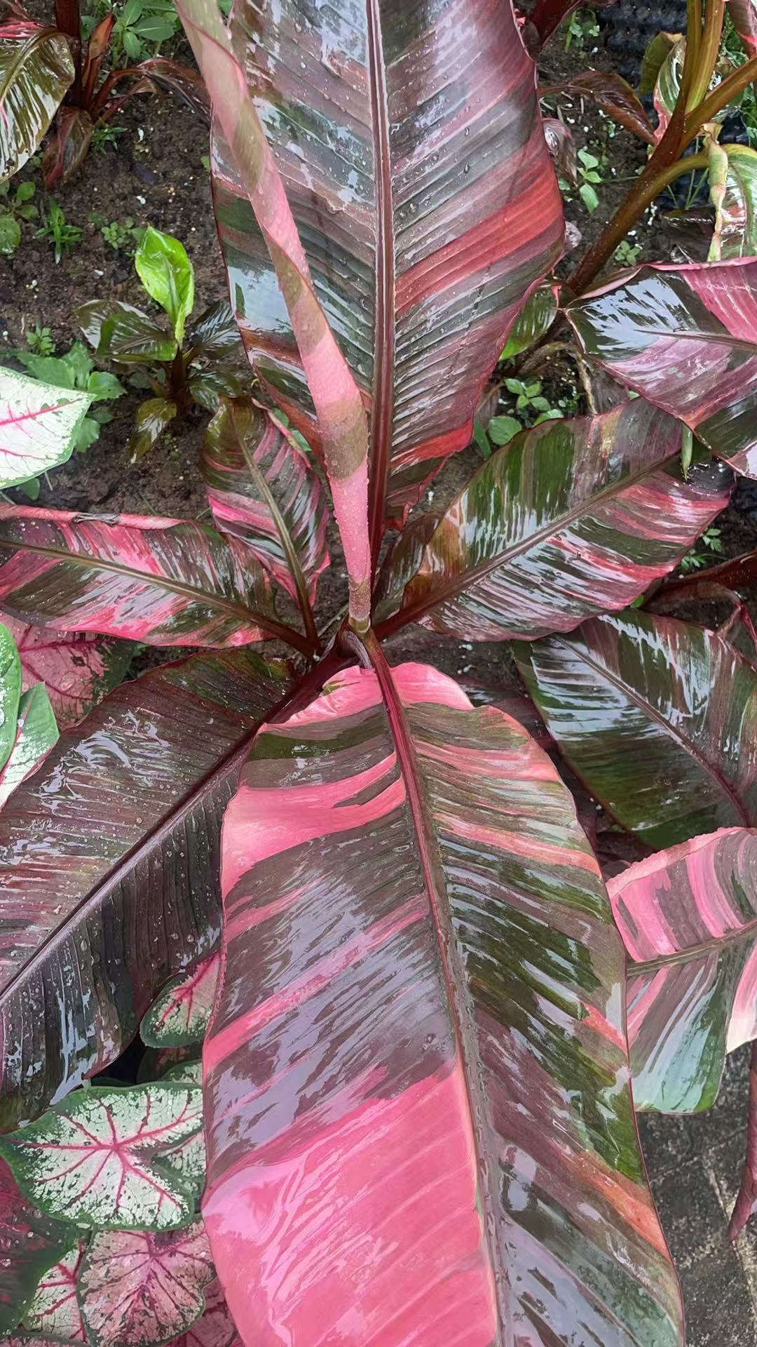 Min Hui Plants - Musa Nono Pink Variegated Banana Tissue Culture Plants–Pink Variegated Banana Plants Tropical Wholesale