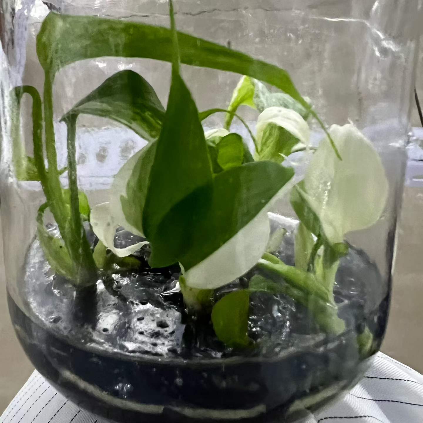 Monstera Albo Variegated | Tissue Culture Plantlet 3 to 5cm | High Contrast White and Green Variegated Aroid with Fenestrated Leaves thumbnail 3