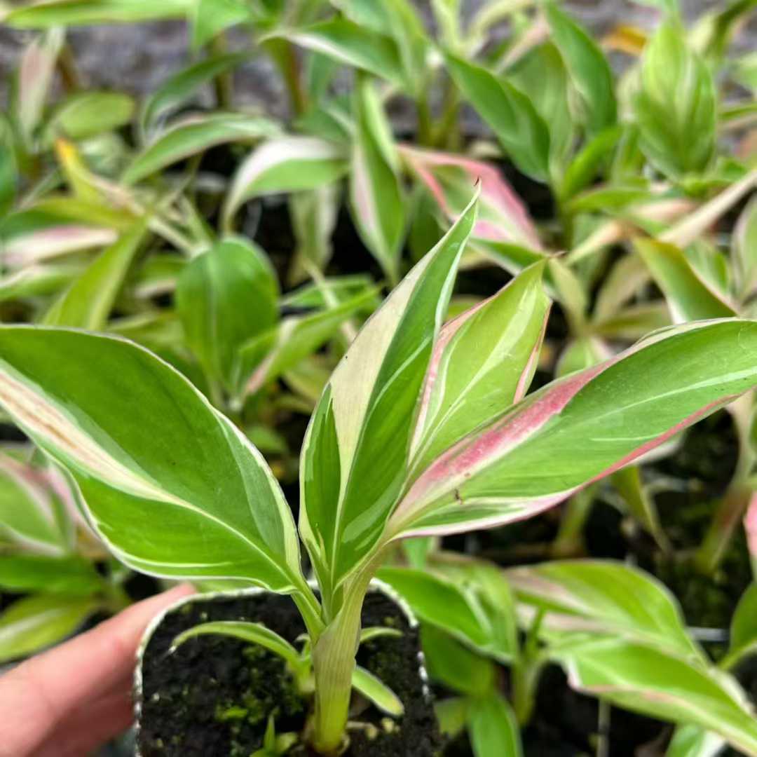 Min Hui Plants - Musa Nono Pink Variegated Banana Tissue Culture Plants–Pink Variegated Banana Plants Tropical Wholesale thumbnail 4