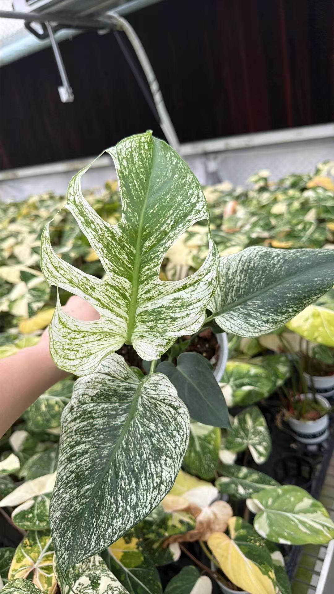 Monstera Devil Monster Mint Variegated | Tissue Culture Plantlet 3 to 5cm | Dense White Threading and Marbled Aroid with Deep Fenestrations