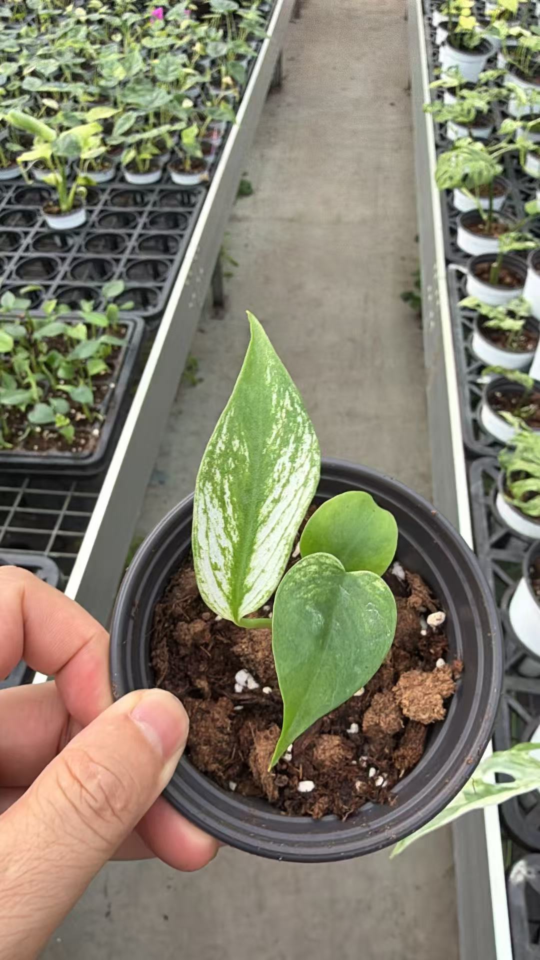 Monstera Devil Monster Mint Variegated | Tissue Culture Plantlet 3 to 5cm | Dense White Threading and Marbled Aroid with Deep Fenestrations thumbnail 3