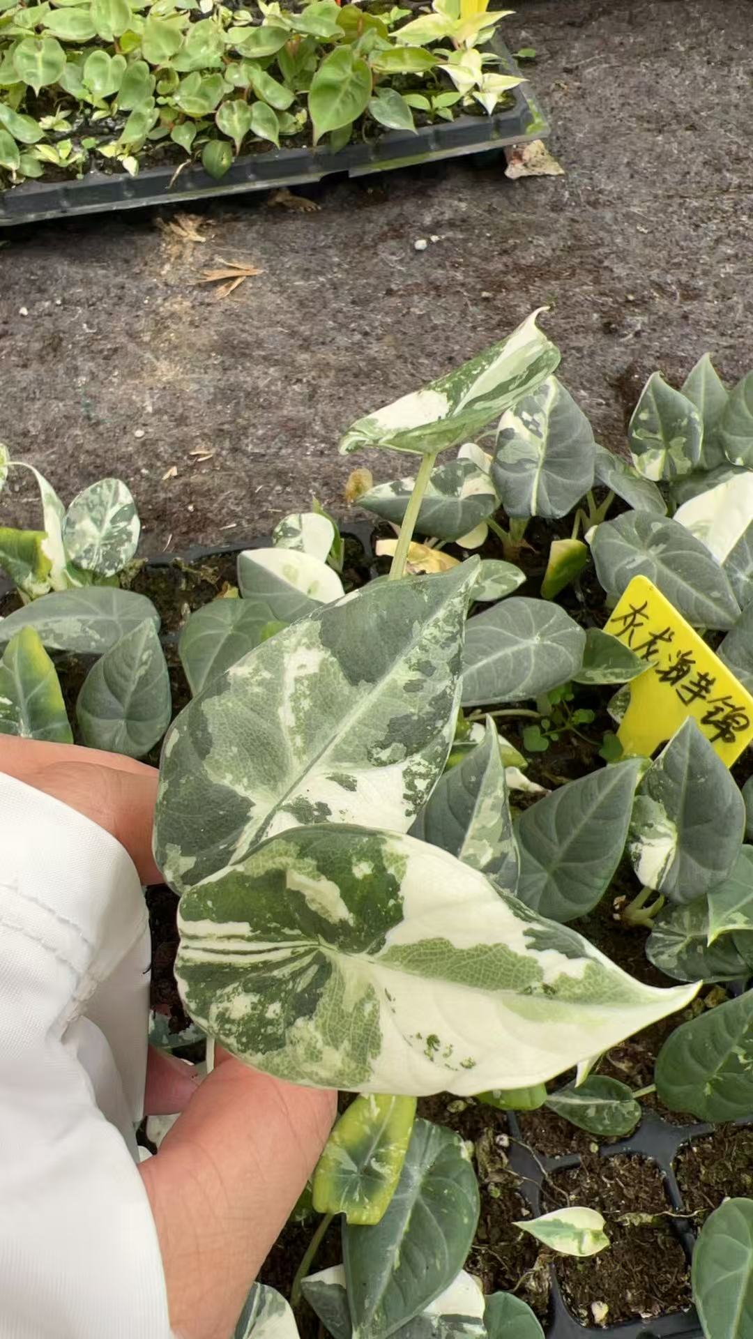 Alocasia Maharani Albo Variegated | Tissue Culture Plantlet 3 to 5cm | Exquisite Silver Grey Leathery Leaves with Stark White Sectoral Variegation thumbnail 6