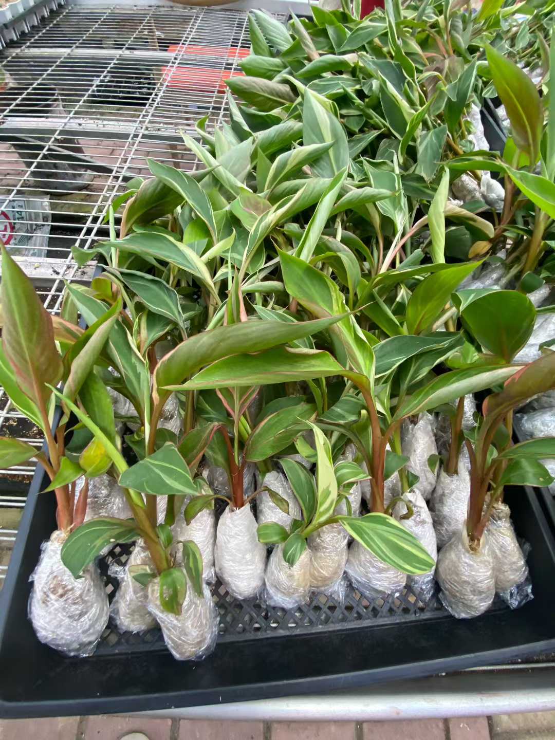 Min Hui Plants - Musa Nono Pink Variegated Banana Tissue Culture Plants–Pink Variegated Banana Plants Tropical Wholesale thumbnail 5
