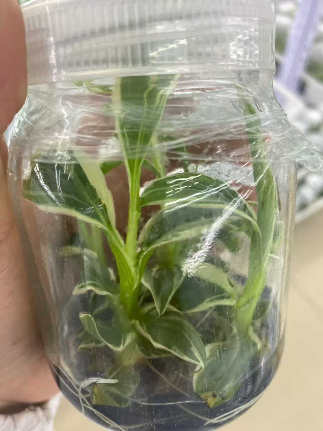 Min Hui Plants - Musa Nono Pink Variegated Banana Tissue Culture Plants–Pink Variegated Banana Plants Tropical Wholesale thumbnail 2