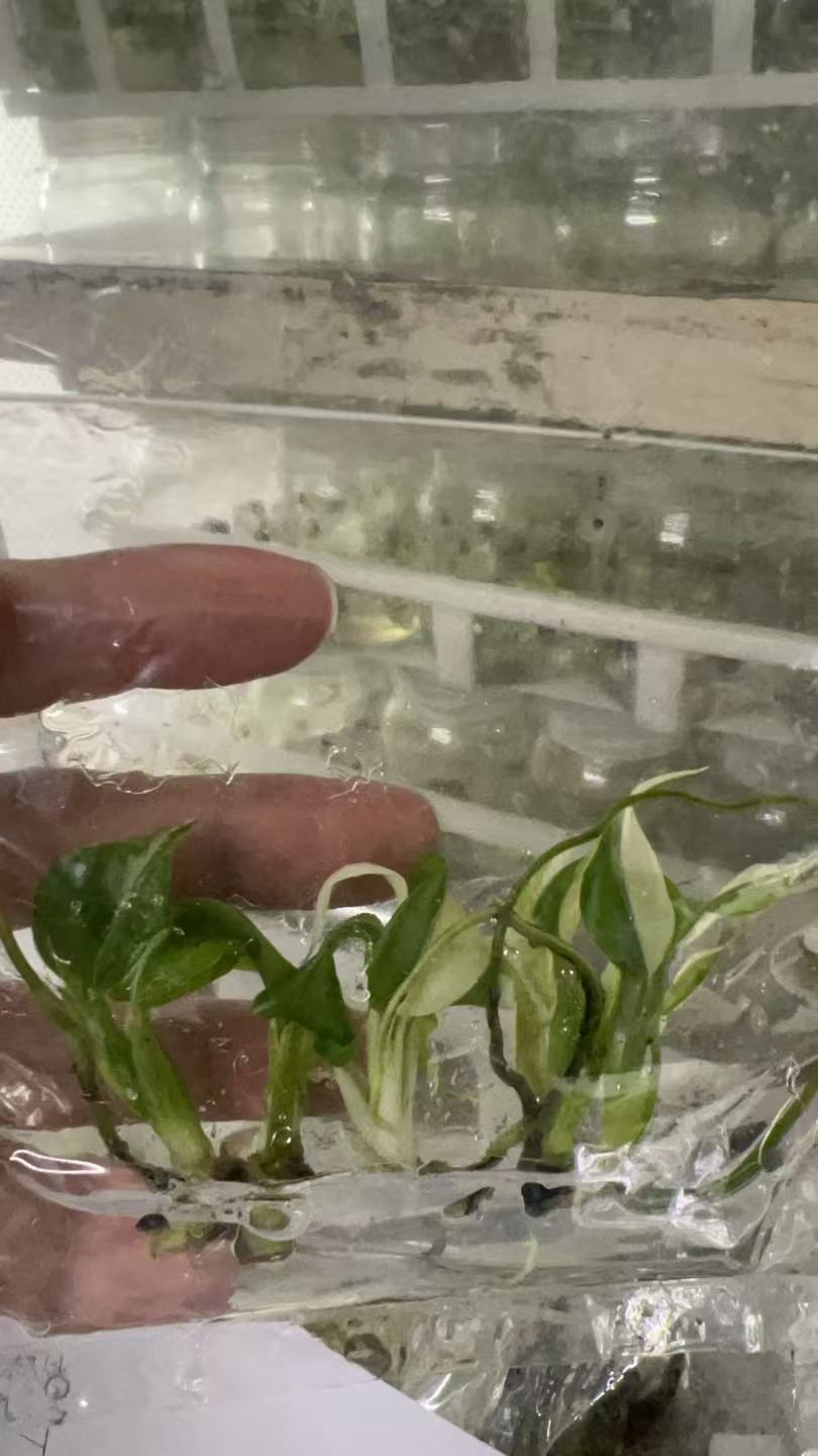 Monstera Albo Variegated | Tissue Culture Plantlet 3 to 5cm | High Contrast White and Green Variegated Aroid with Fenestrated Leaves thumbnail 4