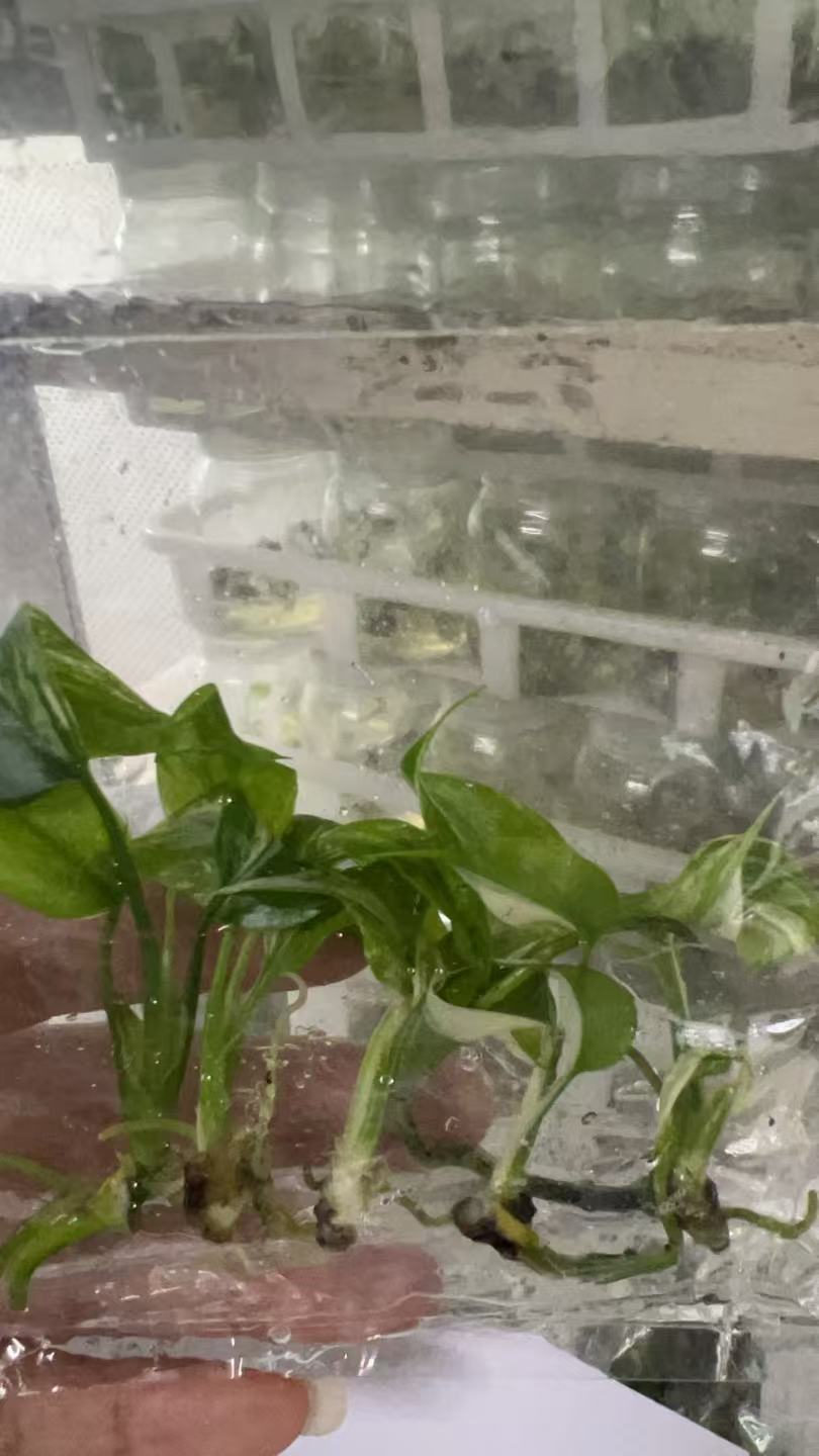 Monstera Albo Variegated | Tissue Culture Plantlet 3 to 5cm | High Contrast White and Green Variegated Aroid with Fenestrated Leaves thumbnail 5