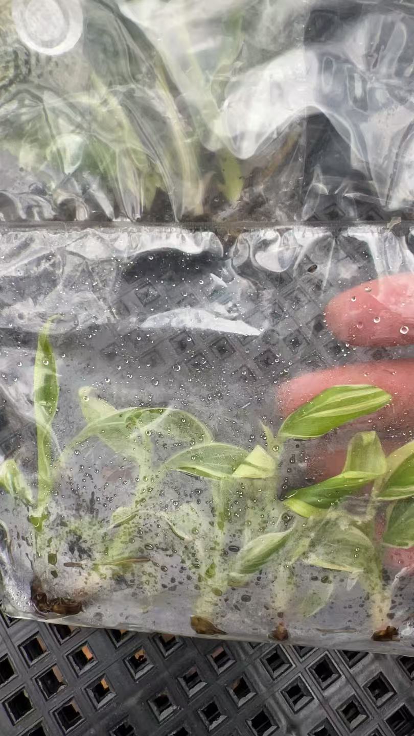 Min Hui Plants - Musa Nono Pink Variegated Banana Tissue Culture Plants–Pink Variegated Banana Plants Tropical Wholesale thumbnail 3