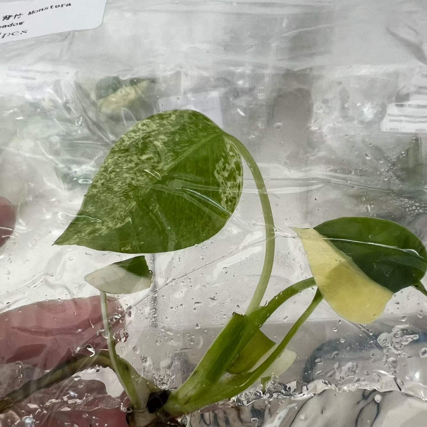 Monstera Lemon Pom Pom Aureo Variegated | Tissue Culture Plantlet 3 to 5cm | Bright Chartreuse and Green Marbled Aroid with Distinct Fenestrations thumbnail 3