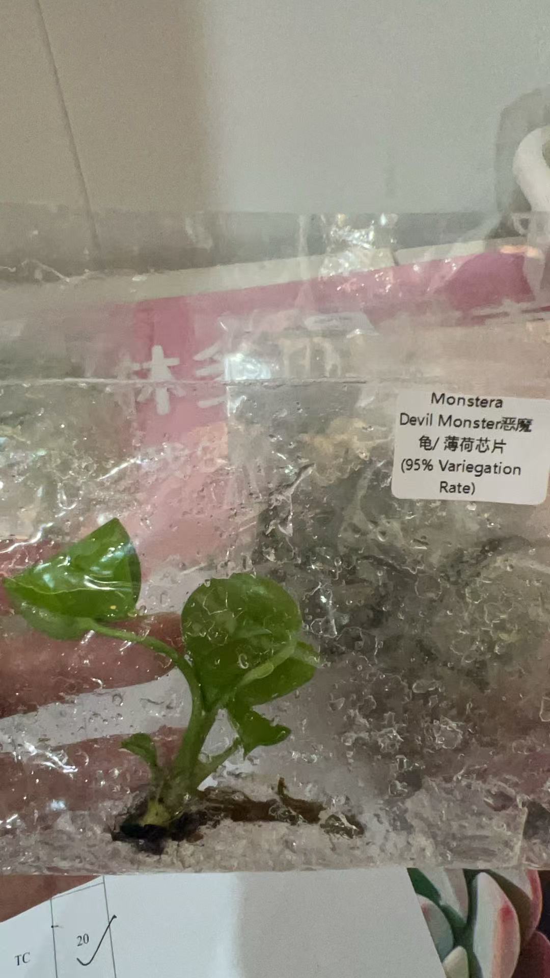 Monstera Devil Monster Mint Variegated | Tissue Culture Plantlet 3 to 5cm | Dense White Threading and Marbled Aroid with Deep Fenestrations thumbnail 2