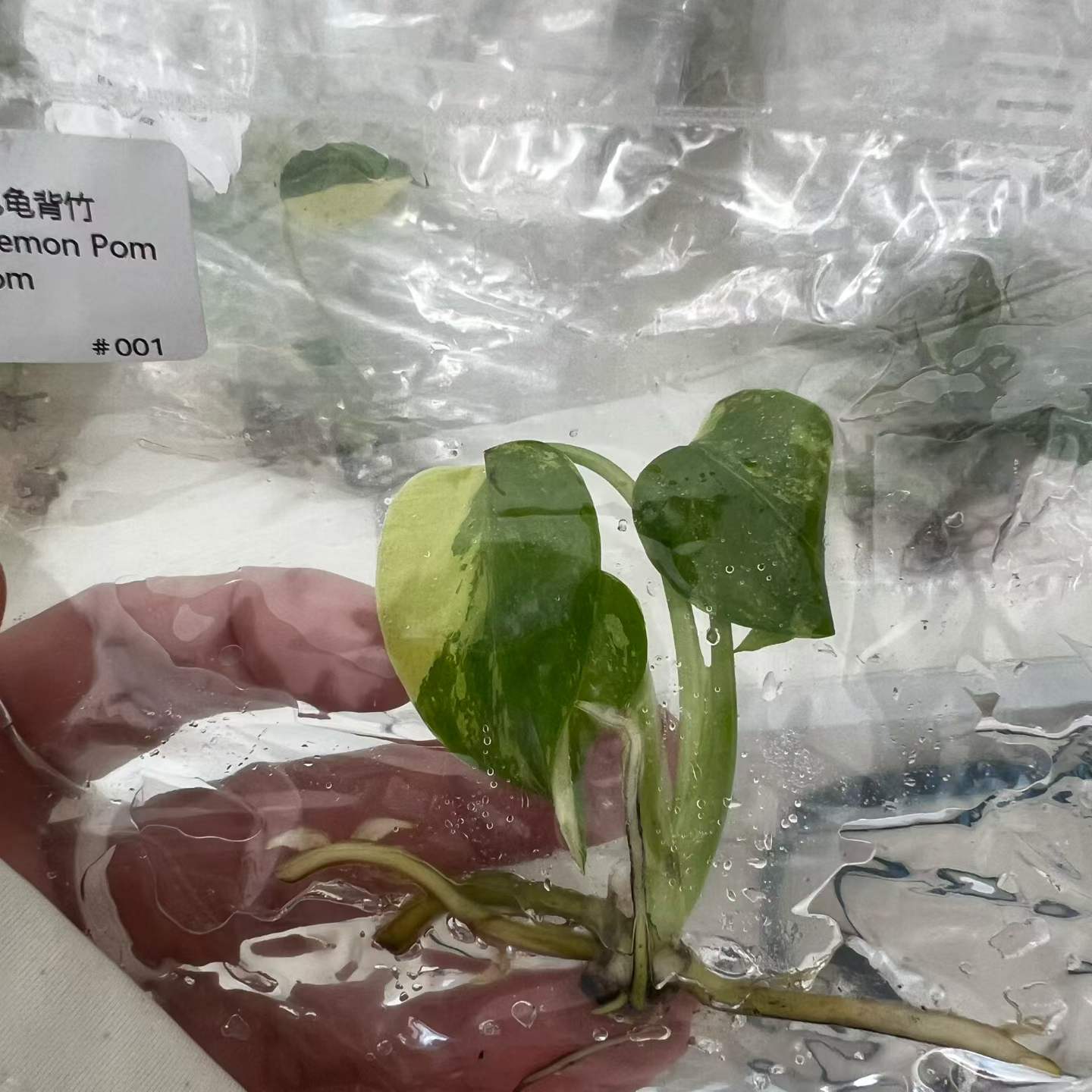 Monstera Lemon Pom Pom Aureo Variegated | Tissue Culture Plantlet 3 to 5cm | Bright Chartreuse and Green Marbled Aroid with Distinct Fenestrations thumbnail 4