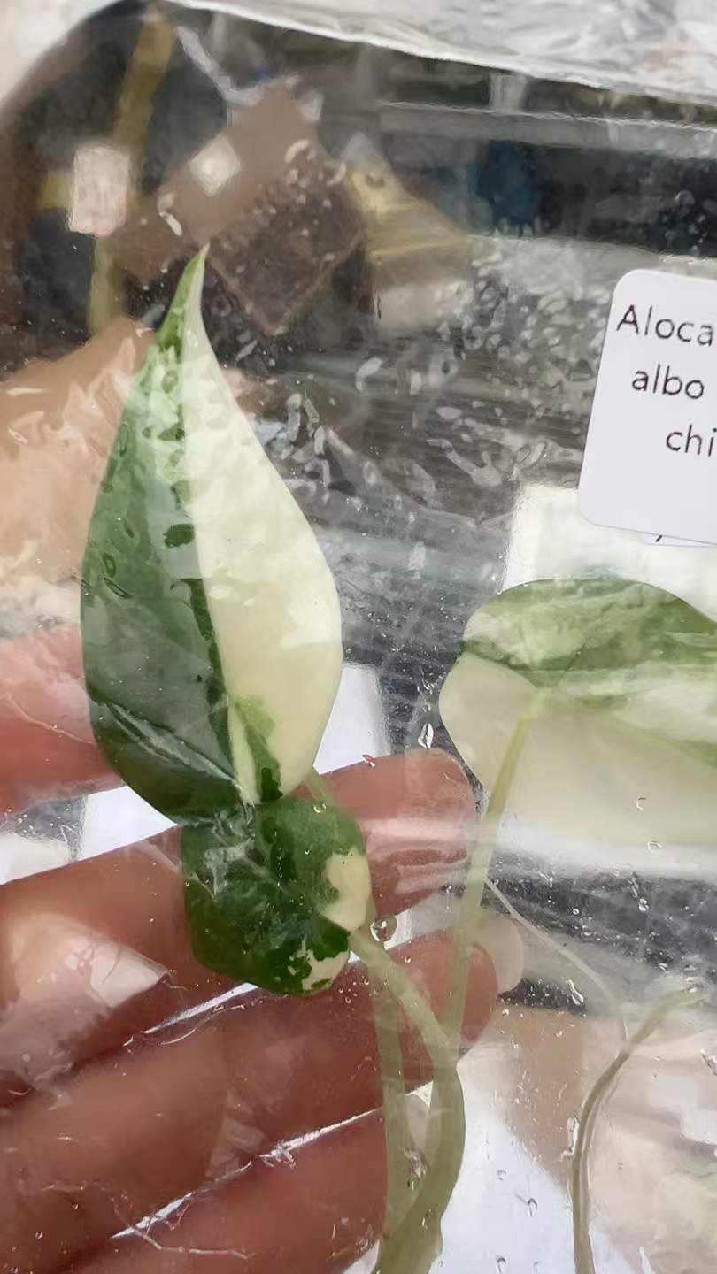 Alocasia Maharani Albo Variegated | Tissue Culture Plantlet 3 to 5cm | Exquisite Silver Grey Leathery Leaves with Stark White Sectoral Variegation thumbnail 4