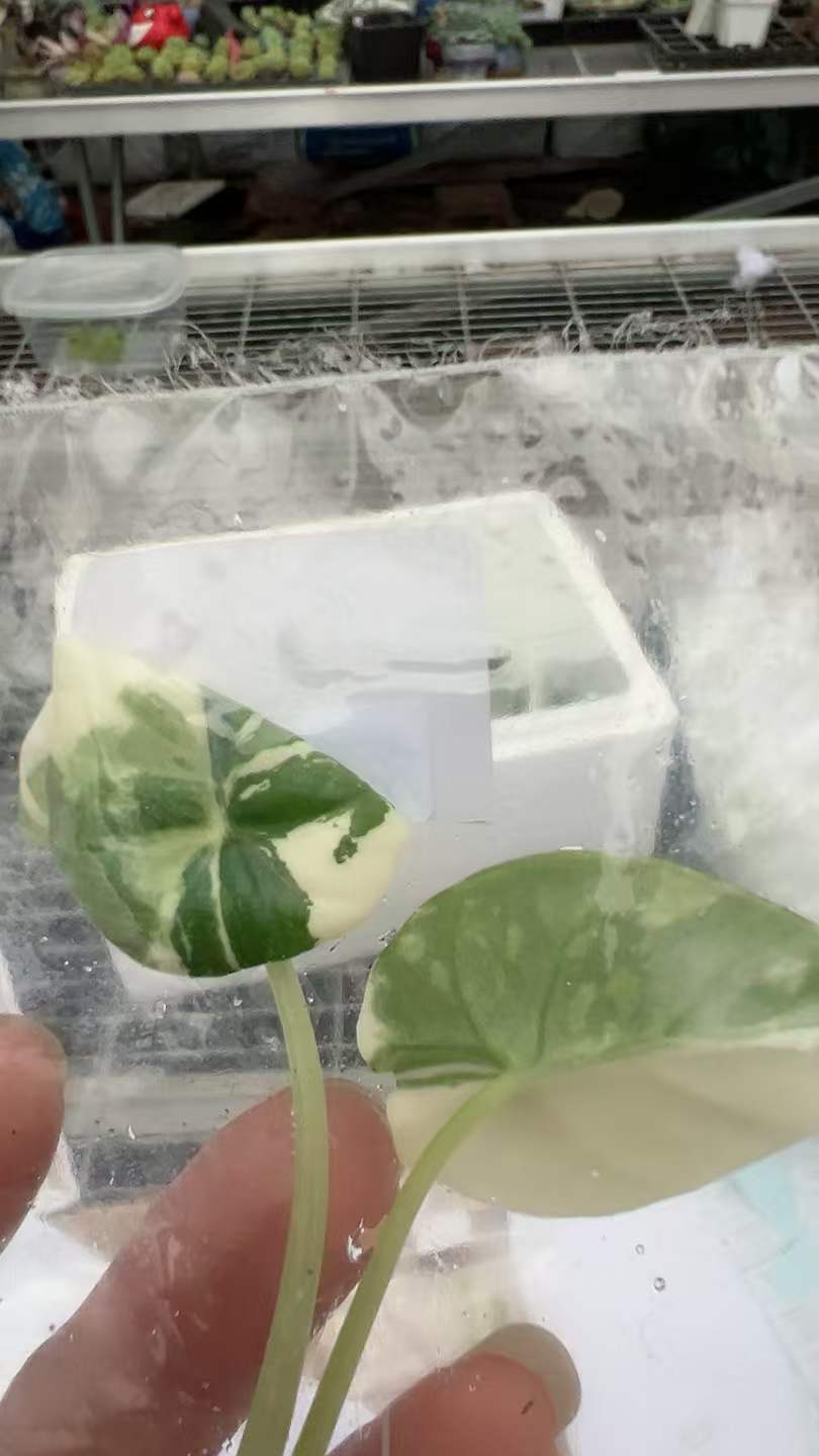Alocasia Maharani Albo Variegated | Tissue Culture Plantlet 3 to 5cm | Exquisite Silver Grey Leathery Leaves with Stark White Sectoral Variegation thumbnail 5